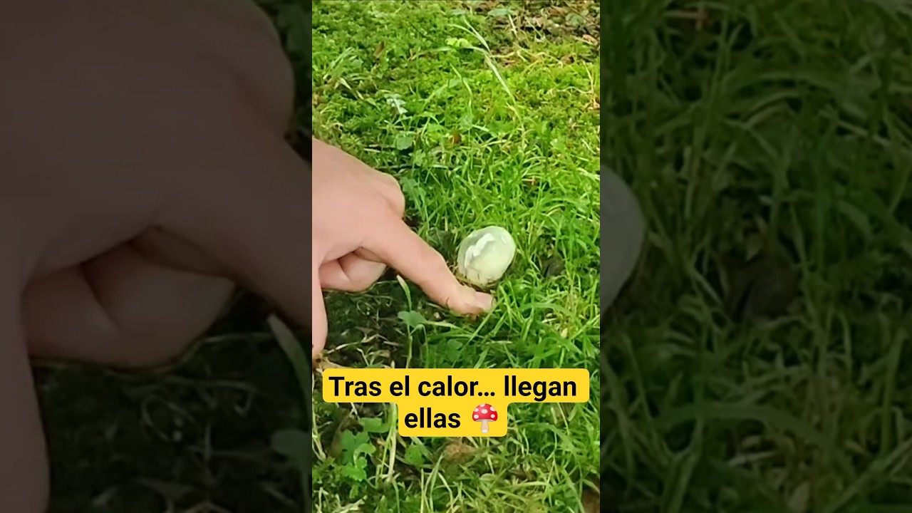 &iexcl;Ya est&aacute;n aqu&iacute; las Russulas! 🍄 Mis favoritas, por encima de los boletus