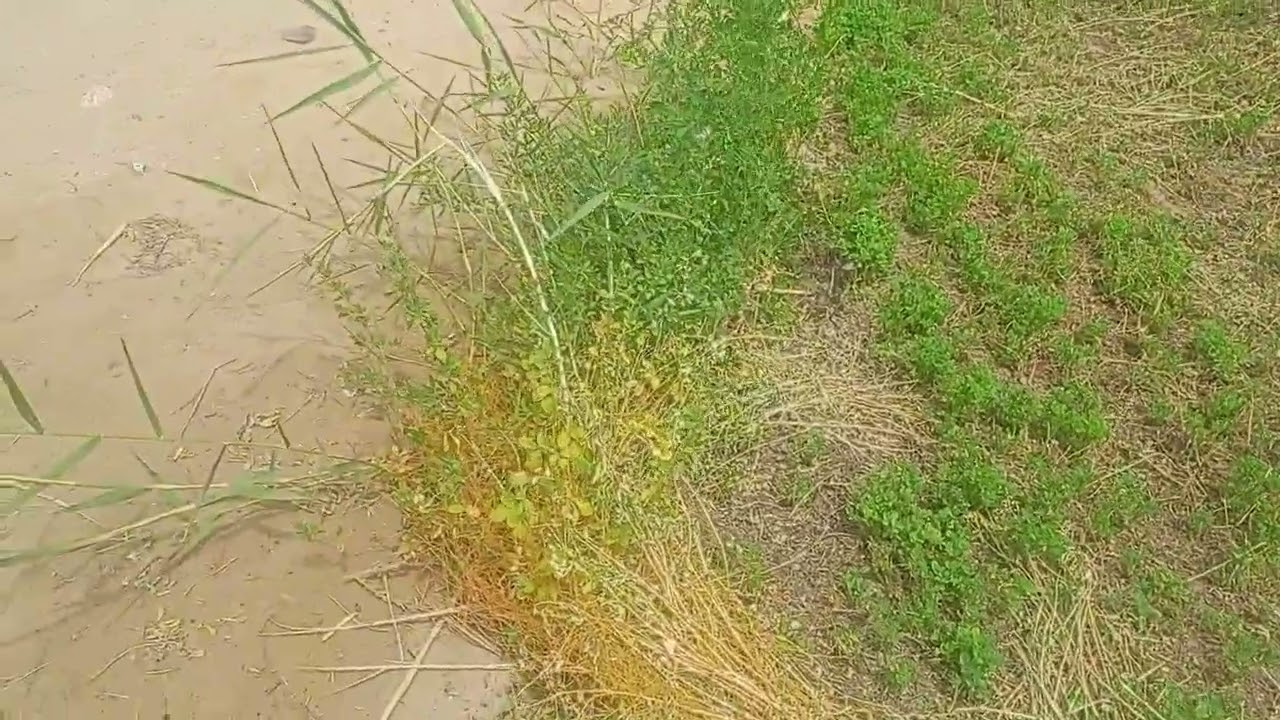 الوادي الجديد الفرافرة زراعة البرسيم الحجازي مع سماد  الفيرمي فقط01122474189