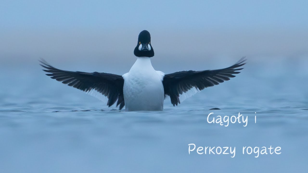 Fotografia przyrodnicza // Gągoły // Perkozy Rogate // ptaki wodne // sony a1 // sony 200-600 //