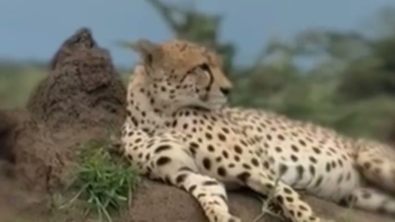 Up Close With a Cheetah on Safari#Cheetah #SafariExperience #WildlifeEncounter 