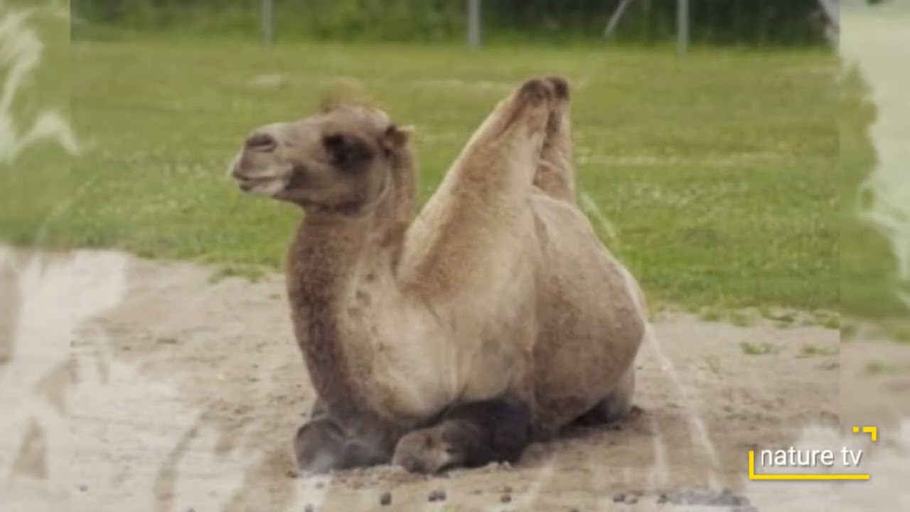 camels   A camel is a large animal that lives in deserts.