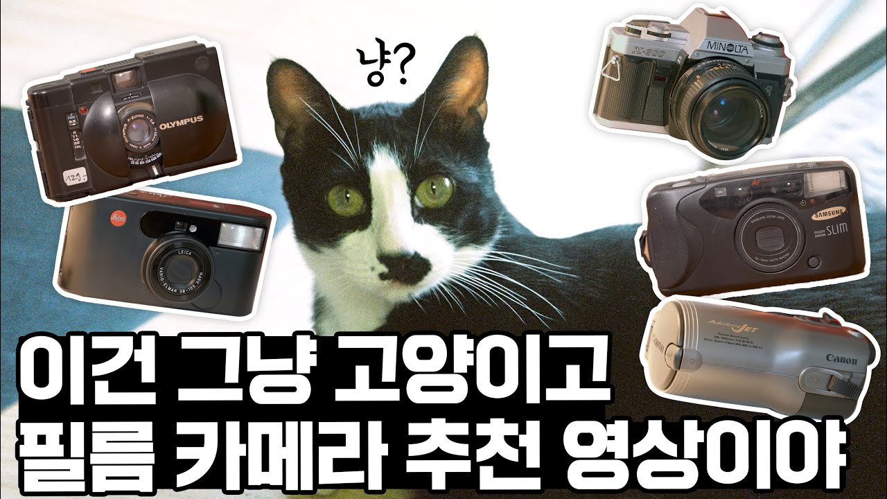 내가 필름카메라를 쓰는 진짜 이유 (10만원대 부터 70만원대 라이카까지 필카 리뷰)