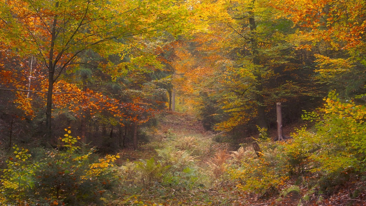 🌳 4K - Relaxing Nature Sounds For Stress Relief, Forest Sounds, Bird Song, No AI