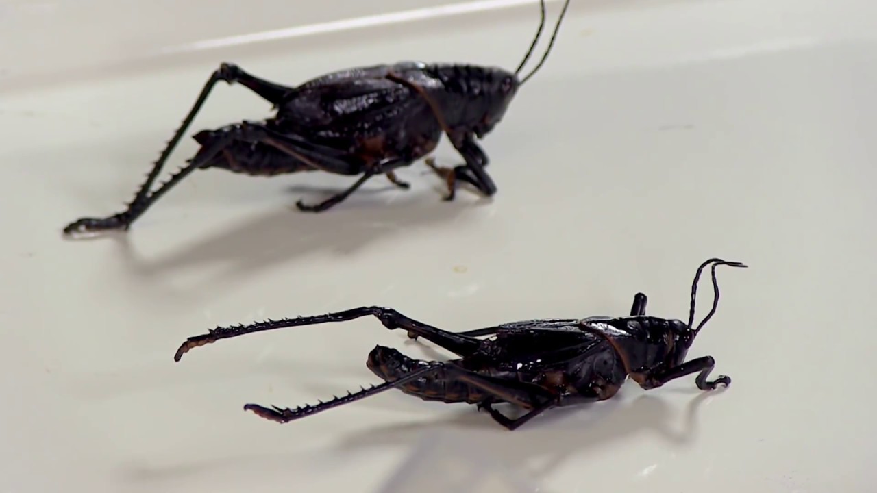 Grasshopper Dissection
