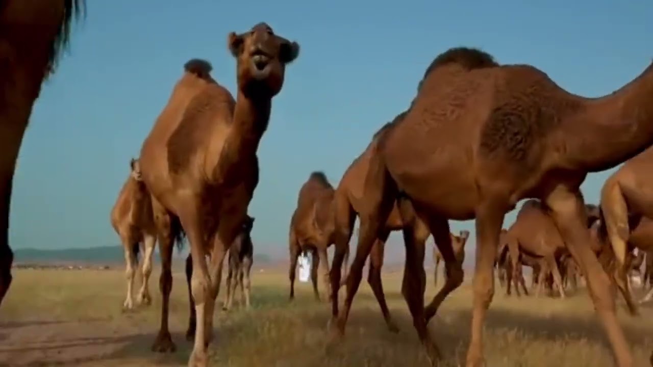 مسحوب بندر بديوي الشمري شمر الزهيد