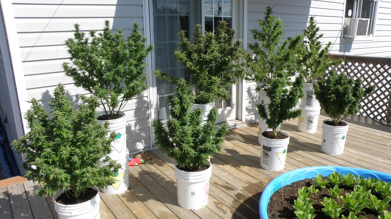 Cannabis Plants Almost Ready for Harvest❣ 2021