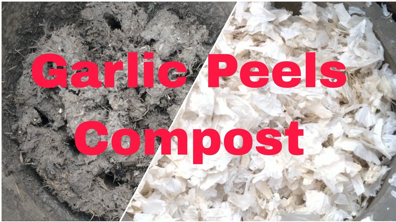 Garlic Peel  Compost