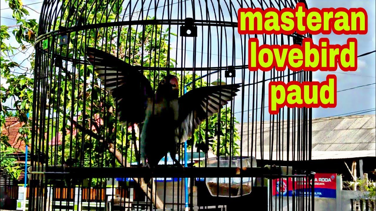 masteran lovebird paud
