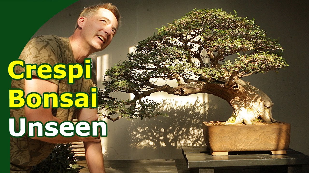 Crespi Bonsai: Музей бонсай мирового класса