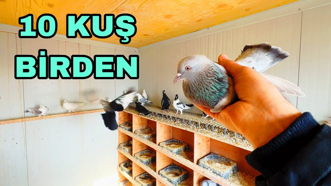 BİR AYDIR U&Ccedil;URMADIĞIM KUŞLARI U&Ccedil;URMAYA &Ccedil;ALIŞTIM.  