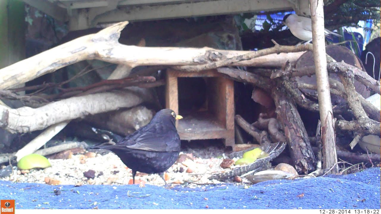 Blackbird & Blackcap birds 28Dec14 Cambridge UK 118p