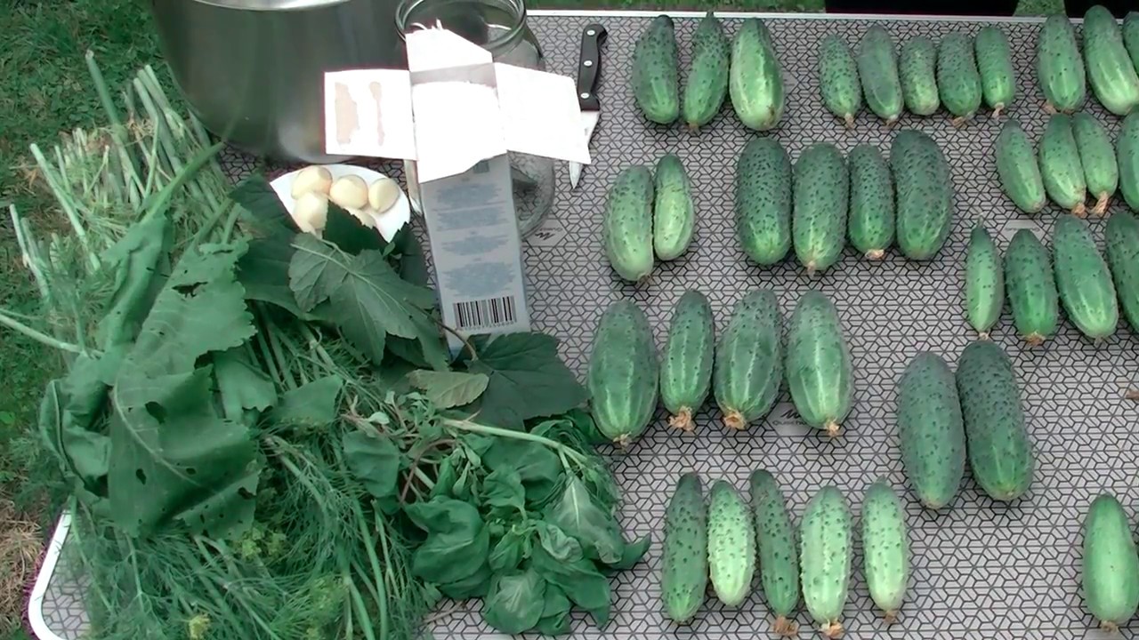 Засолочные качества разных сортов огурца