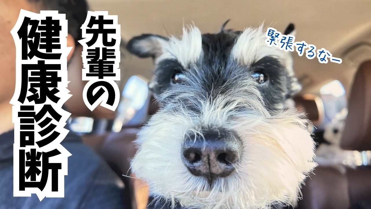 【愛犬の健康】シニア犬は健康第一！先輩の健康診断行ってきました！