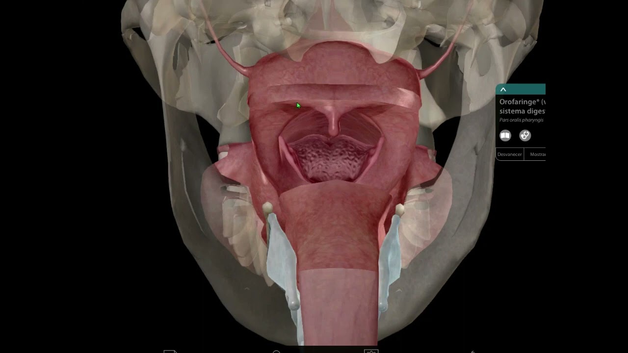 Anatomía fácil de la Faringe
