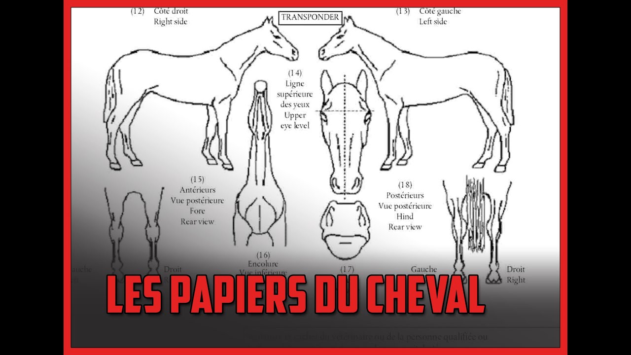 [GALOP 4, 5, 6] LES PAPIERS DU CHEVAL