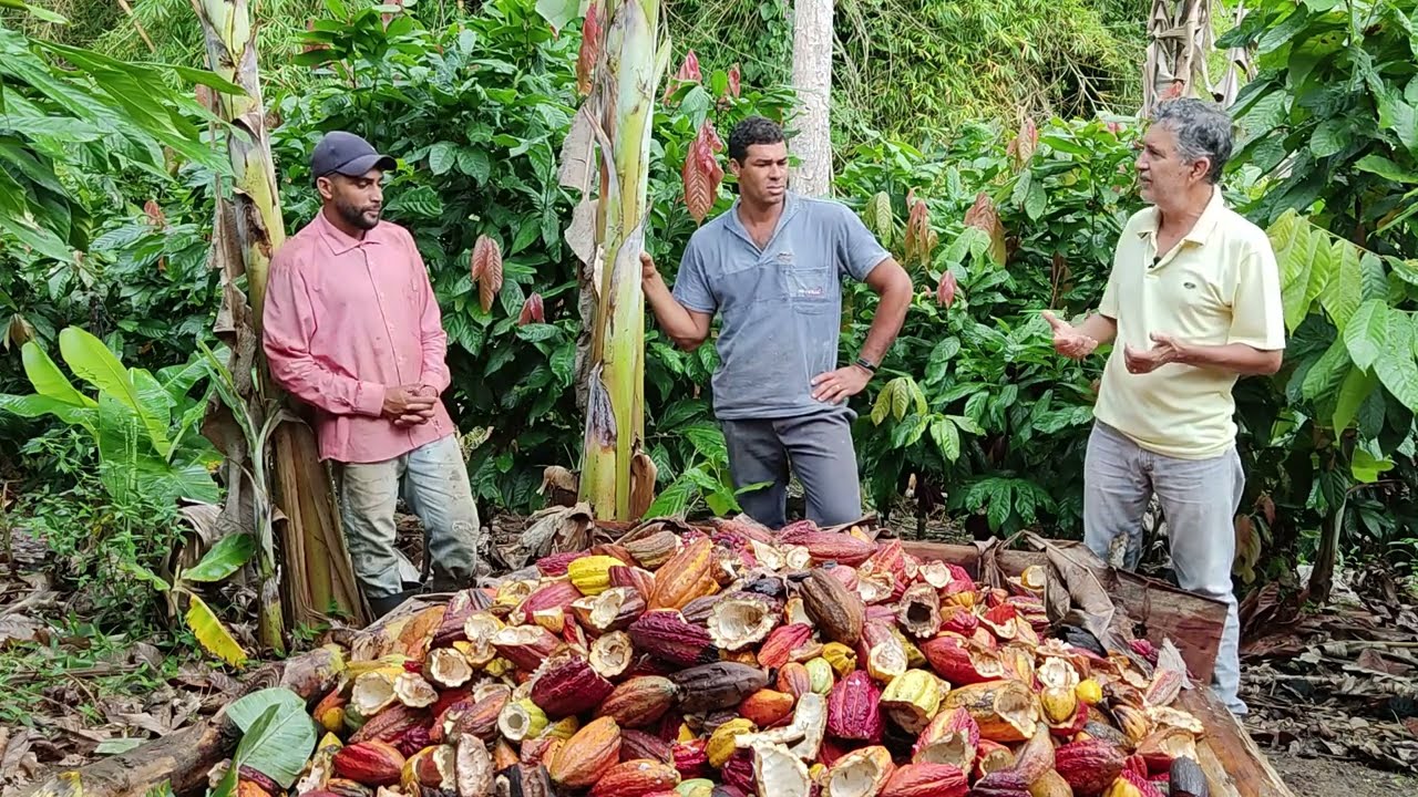 Tratamento de Casqueiro de Cacau com Ureia