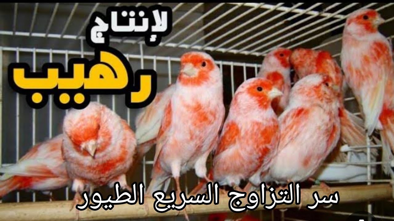 لإنتاج هائل من طيور الكناري و الحسون في موسم الإنتاج طبق هذا الفيديو باسرع وقت 
