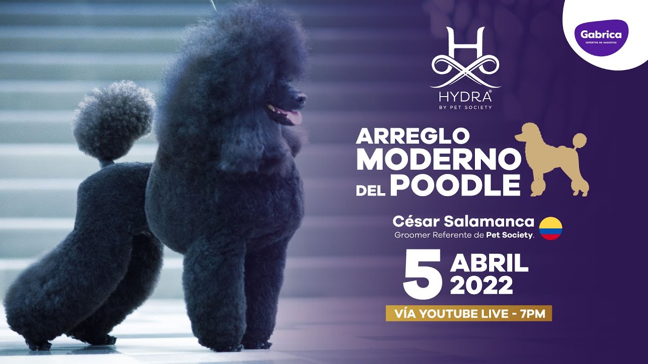 Webinar para Groomers: ✂🐶😺 