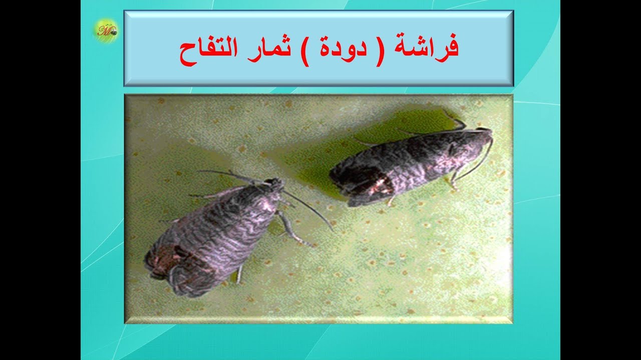 ( فراشة )  دودة ثمار التفاح
