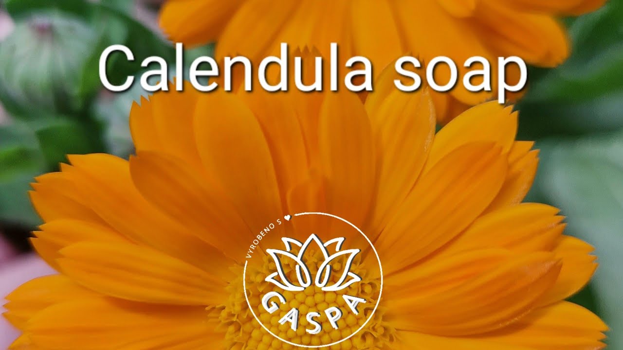 Calendula cold process soap making