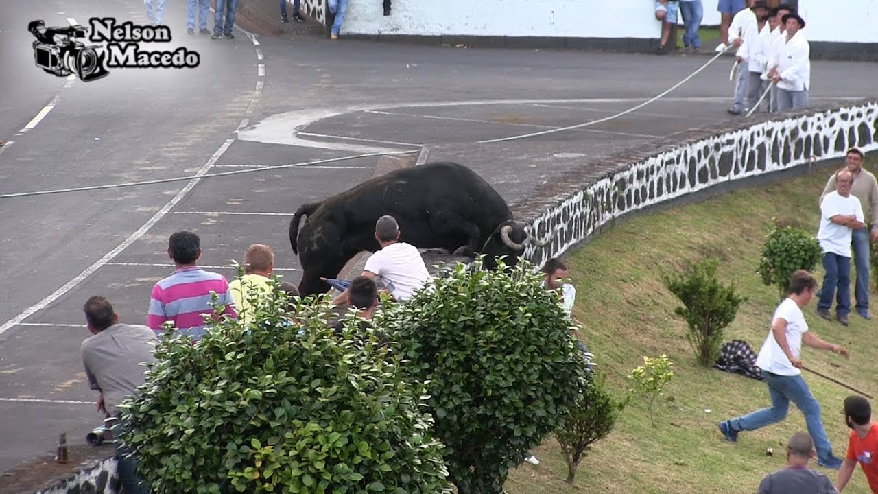 Touro Saltit&atilde;o da Ganadaria &Aacute;lvaro Amarante, Norte Pequeno 2017 Ilha S&atilde;o Jorge A&ccedil;ores