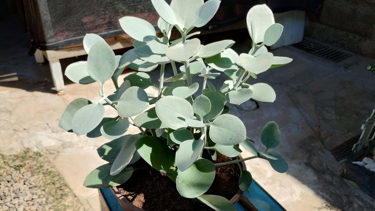 Tempo quente 🥵 chuvoso 🌦️ fresco e gostoso bora replantar 🪷