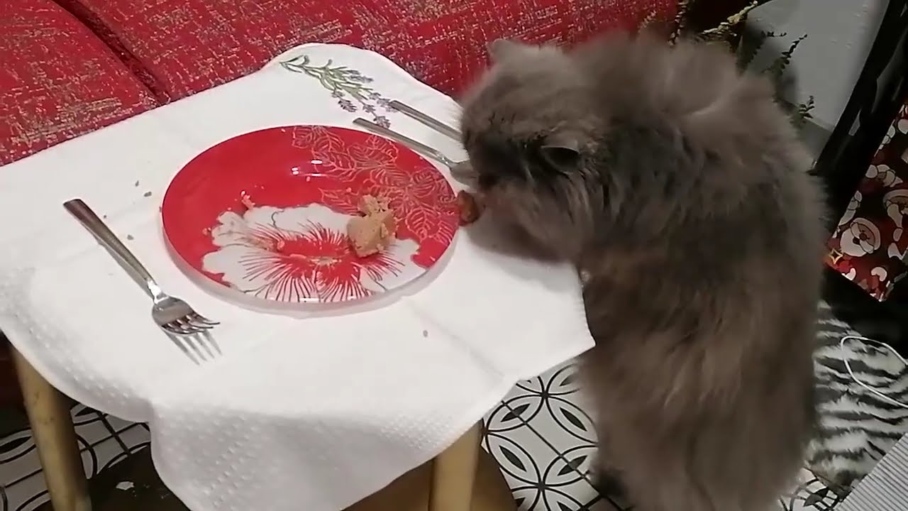 Long delivery of food for hungry cat Ozzy