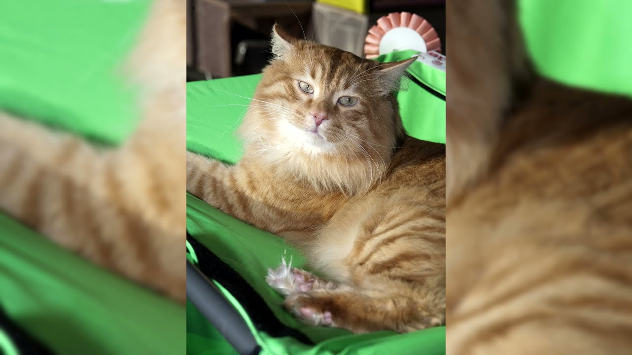Kurilian Bobtail. Pro e Contro, Prezzo, Come scegliere, Fatti, Cura, Storia
