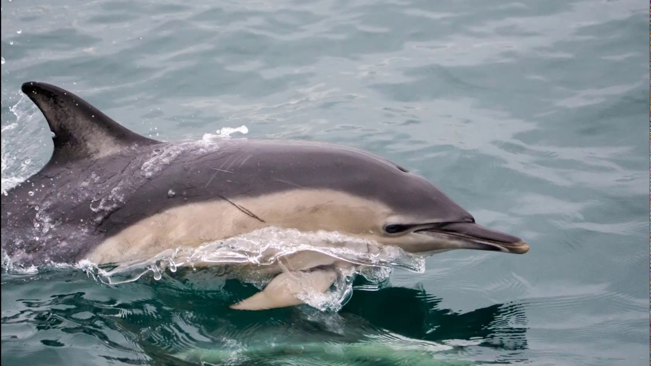 Ireland's Wild South Coast