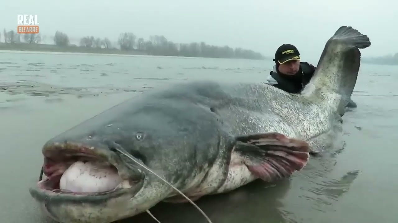 30 Incredible Fishing Moments Caught On Camera!
