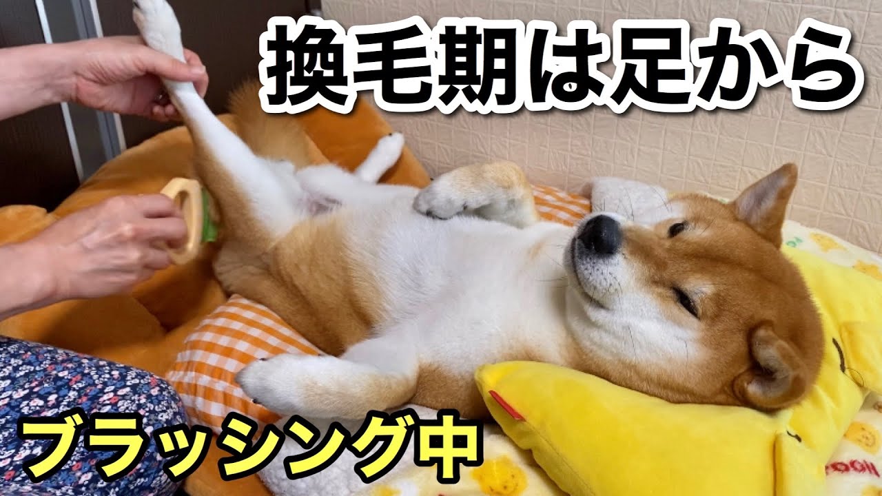 【柴犬】換毛期は足から。