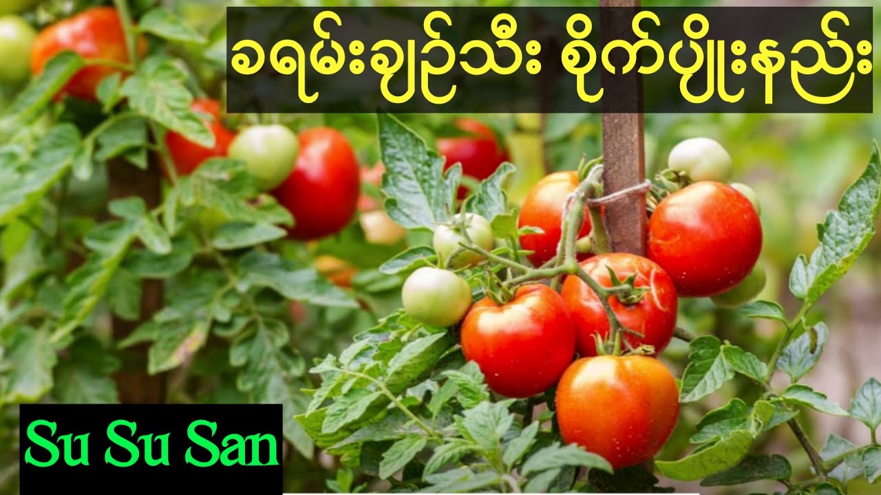 စီးပွားဖြစ် ခရမ်းချဥ်သီးစနစ်တကျစိုက်ပျိုးနည်း #sususan #tomato #စိုက်ပျိုးရေး