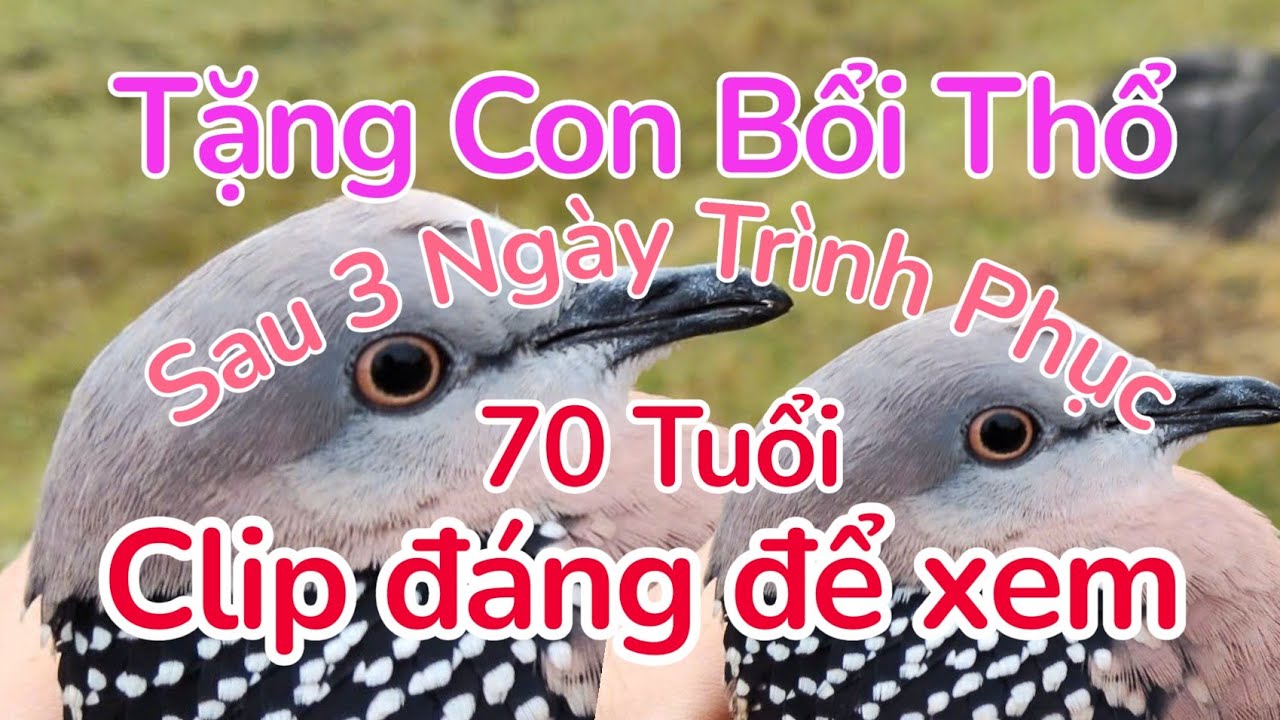 Chim Cu Gáy Một Clip Đáng Để Xem Theo Chân Bác Trai 70 Tuổi Trinh Phục Bổi Thổ