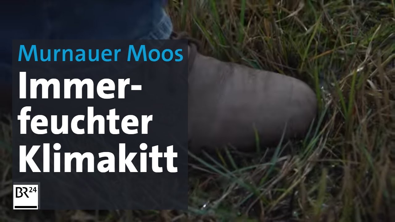 Unterwegs im Murnauer Moos: Wie Moore das Klima retten | Abendschau | BR24