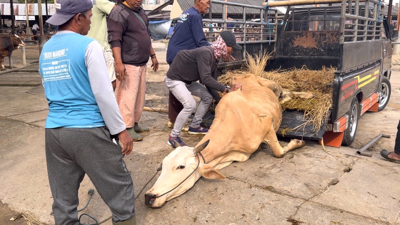 SAPI LUCU KASIAN TURUN DARI TRUK LONCAT DAN TERJATUH ‼️🔥🔥🔥