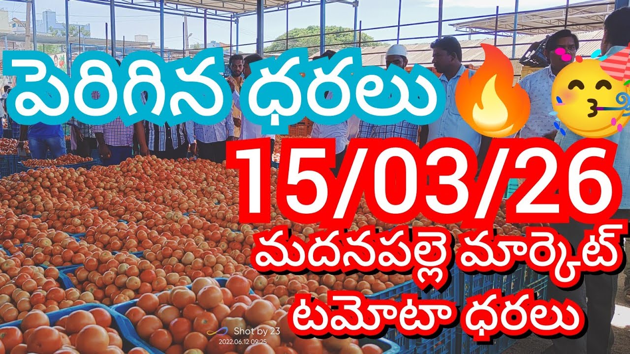 15-03-26 Madanapalle Tomato Market price Today || Today Tomato Market Rate in Madanapalle #today