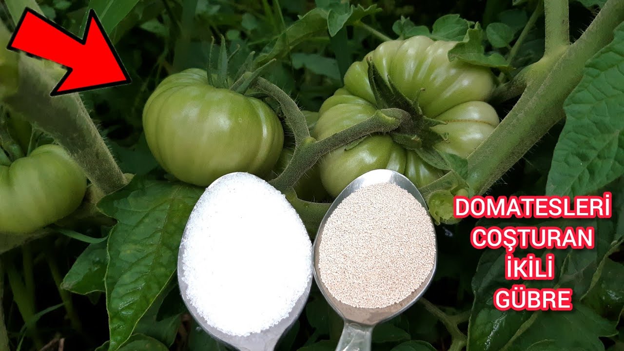 Ölü Domatesler Bile Canlanıp Çiçek Açtı Meyve Verdi🍅Şimdiye Kadarki En İyi ORGANİK GÜBRE FORMÜLÜMÜZ💯