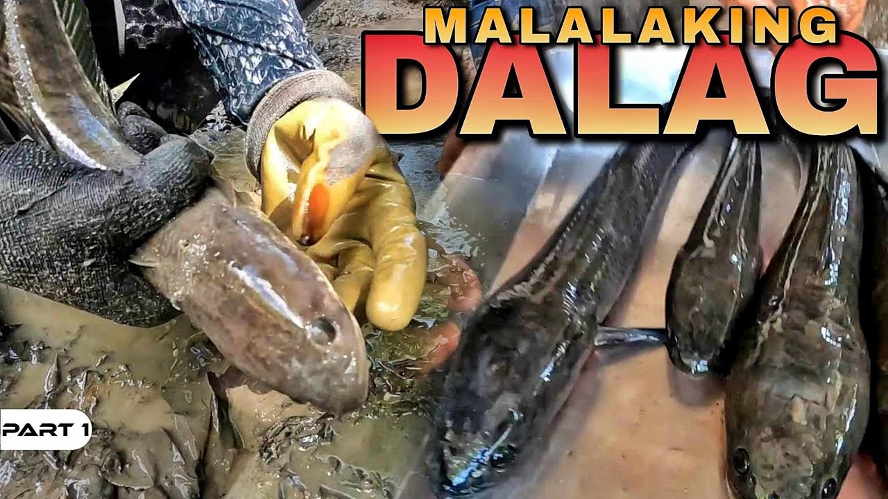 P1-MALALAKING DALAG - EP1208