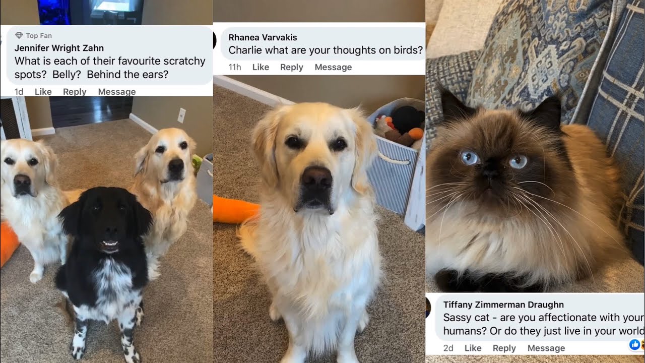 Animals Answer Fans Questions