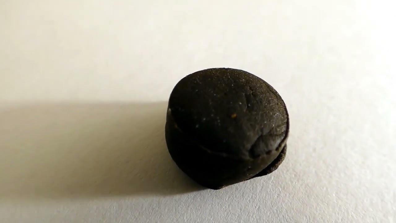 HASHISH 5 POINTS CANNABIS - VARI&Eacute;T&Eacute; : APRICOT KUSH  -  L'&Eacute;LECTRO POT 114 -