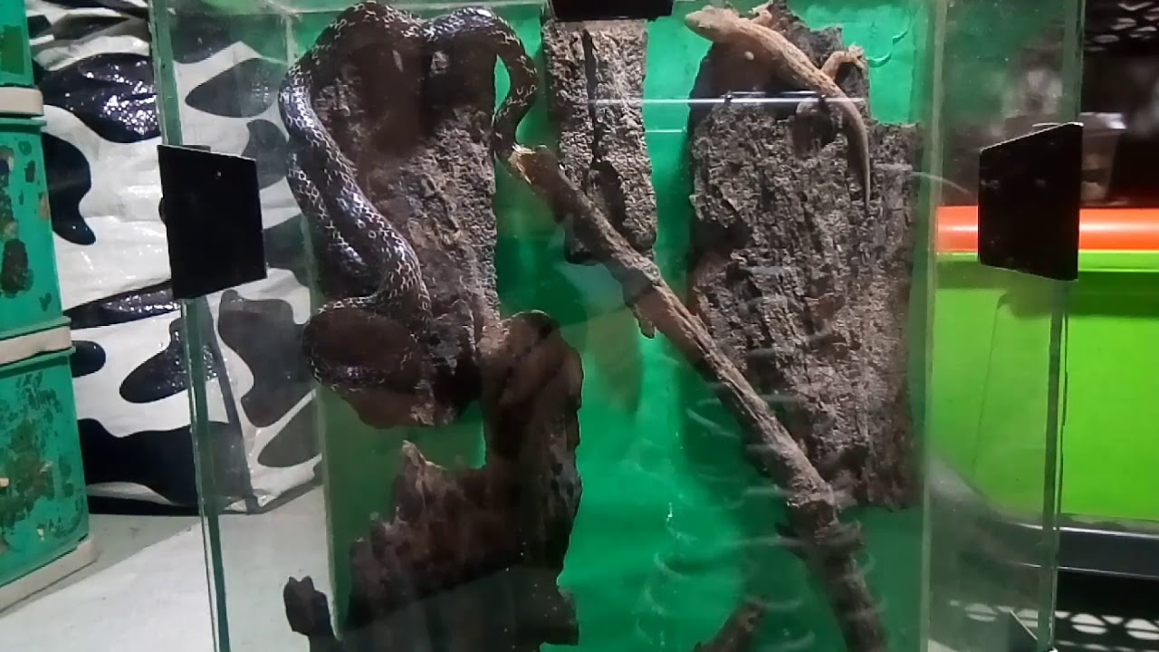 Feeding Time with Timmy the Wolf Snake V008