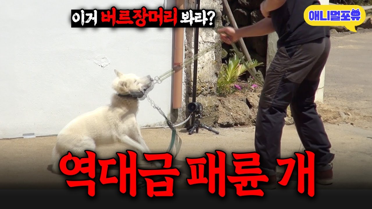 “개 앞에서 웃지 마!!” 미친 진돗개 앞에서 방심한 보호자 보자 강형욱 반응 I KBS 개는 훌륭하다 220620 방송