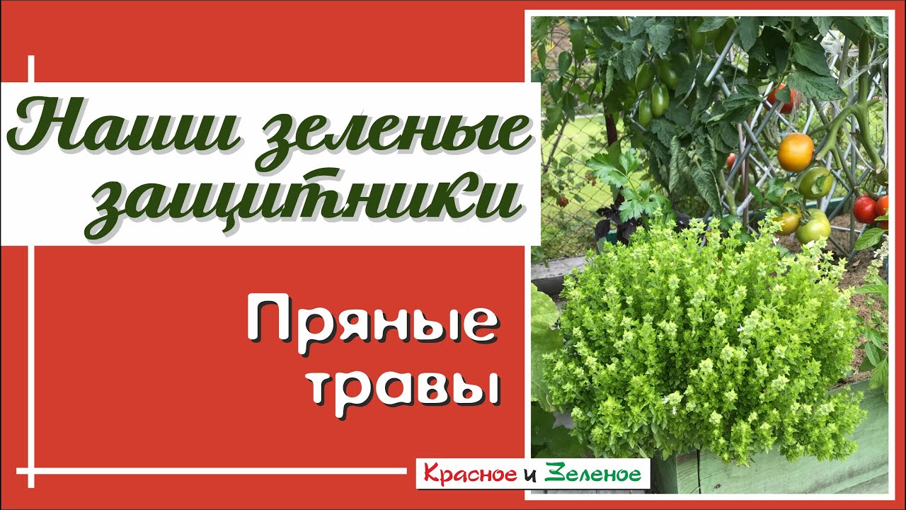 Защитники огорода. Не забудьте посеять!