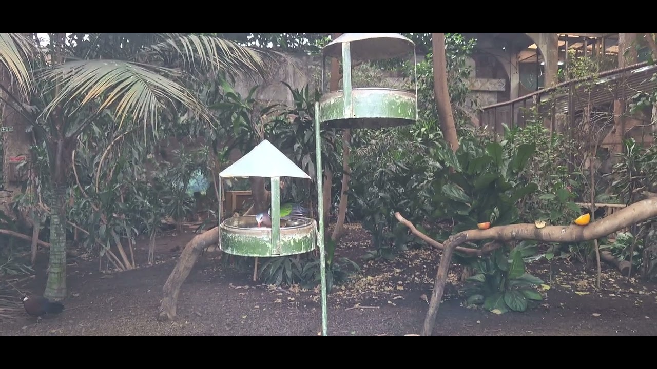 Video I took at Chester zoo of the bird feeders in Chester zoo tropical realm