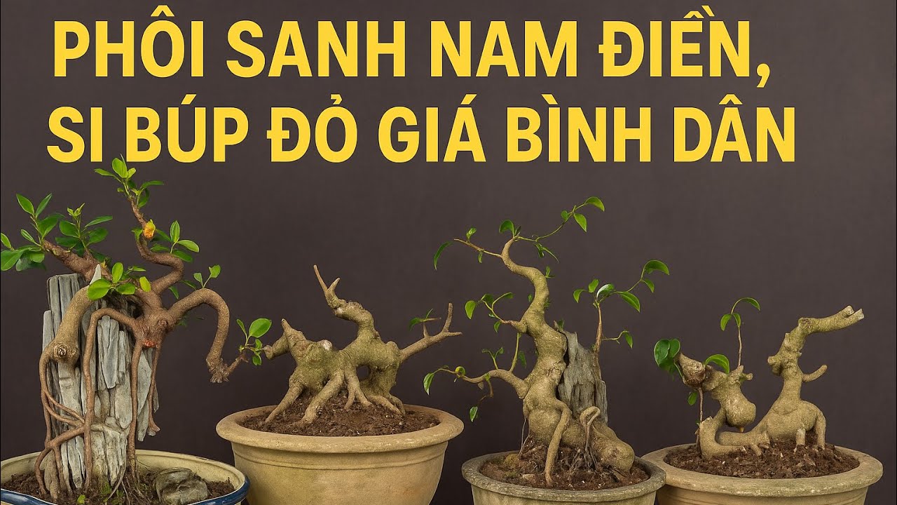 3/12 phôi sanh nam điền , si búp đỏ dáng làng giá bình dân
