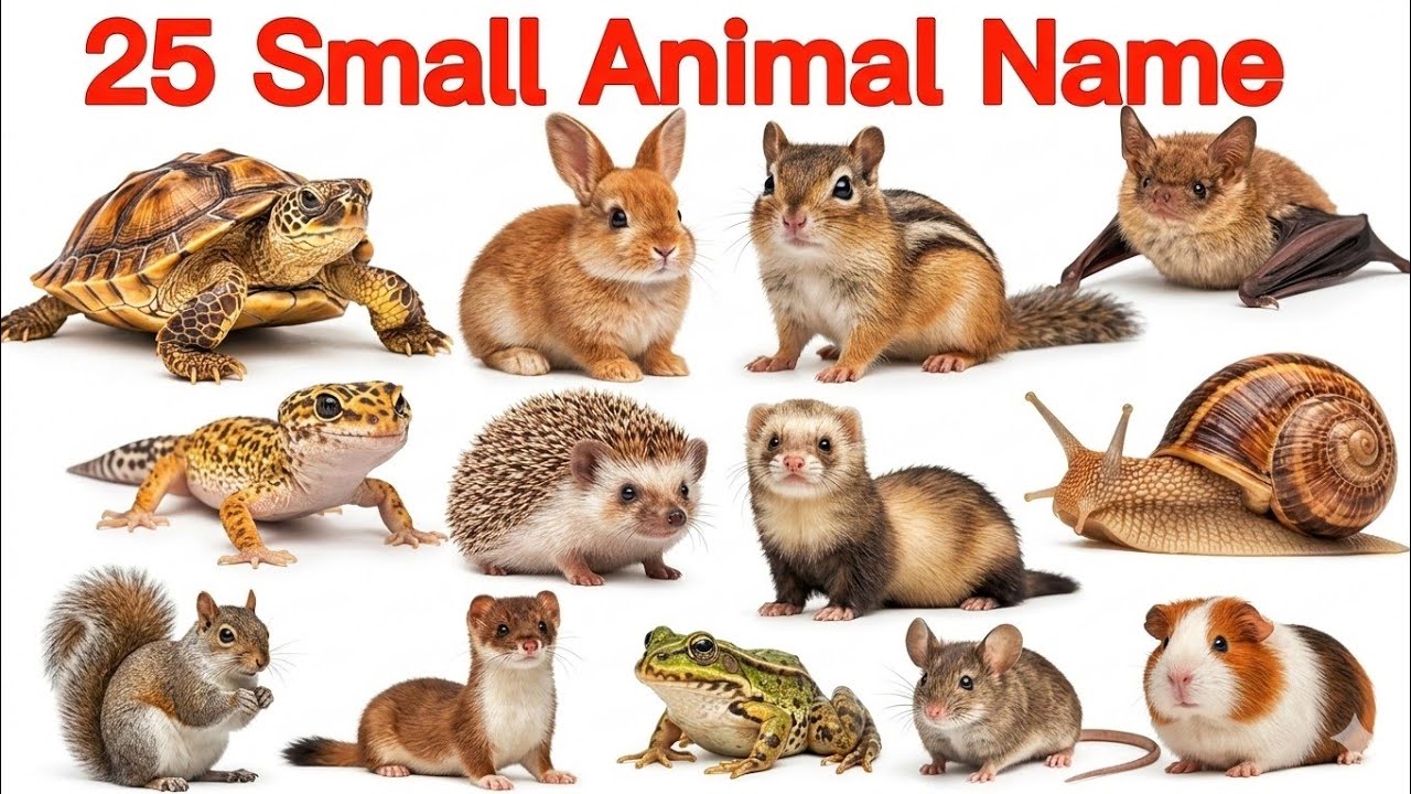 25 छोटे जीव जंतुओं के नाम | 25 Small Animals Name English to Hindi | छोटे जानवरों के नाम 