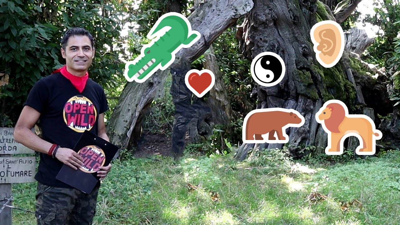 Il Castagno dei Cento Cavalli è un Albero Magico!