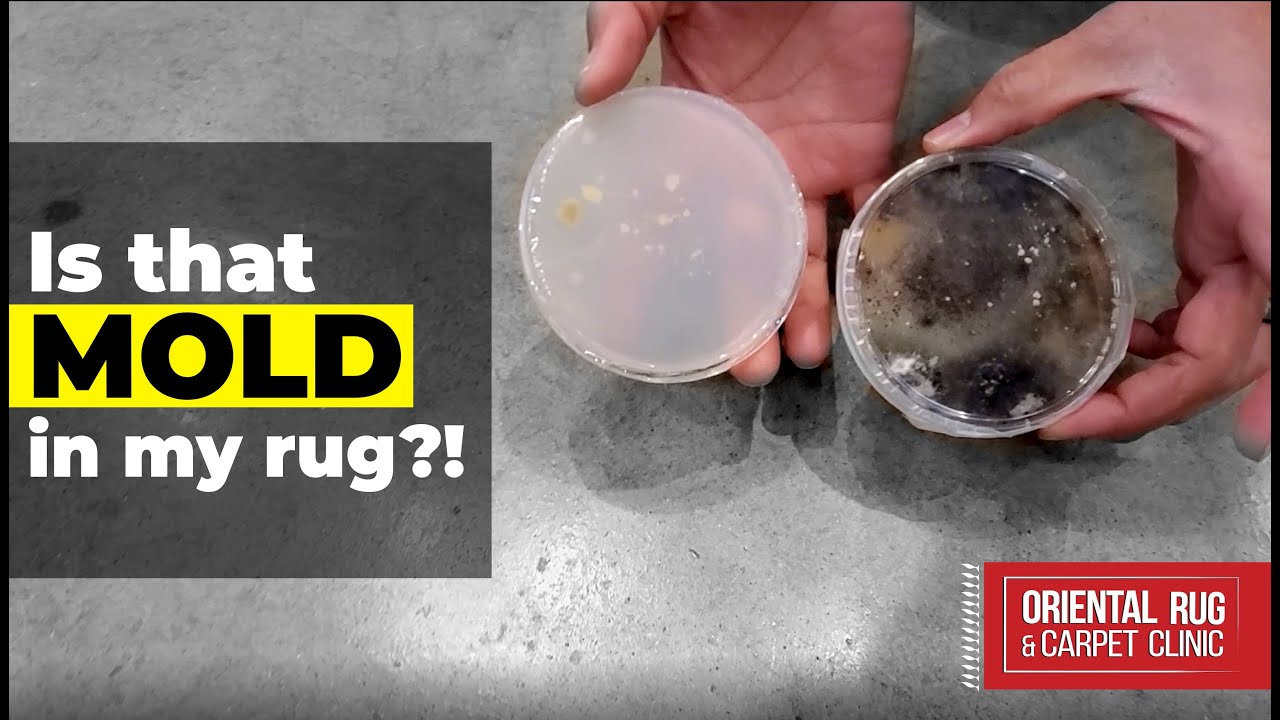 Oriental Rug Care: Is Mold Growing in your Rug?