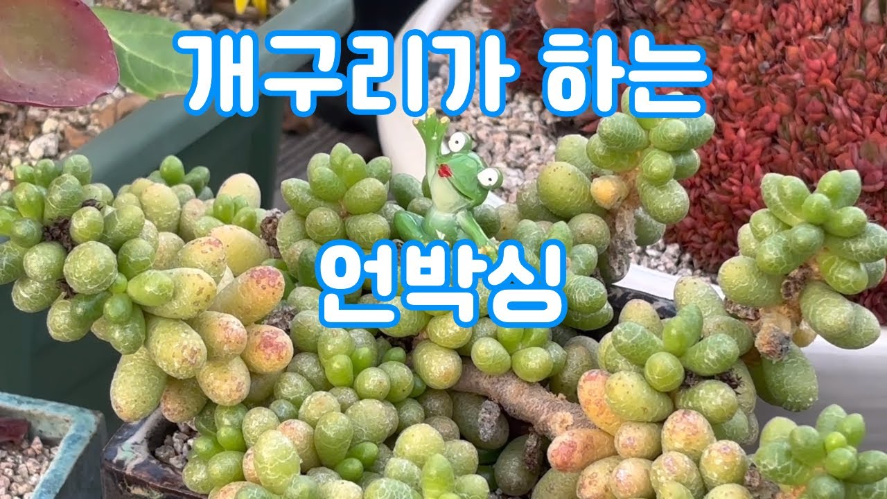 머니머니해도 언박싱(지수가그동안사모은다육구경오세요ㅋㅋ)
