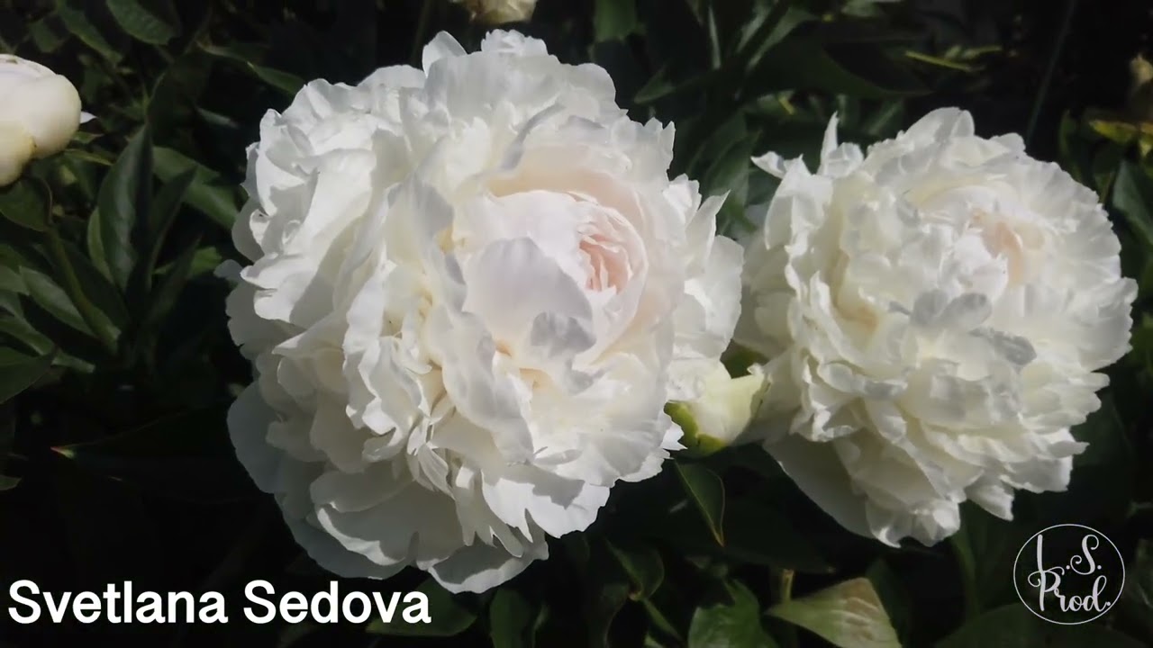 Svetlana Sedova 2023